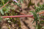 Redstem stork's bill